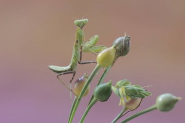 Yeşil bir peygamber devesi mavi arka planda bir çalılıkta avını arıyor. Bu böceğin bilimsel adı hiyerodula sp.