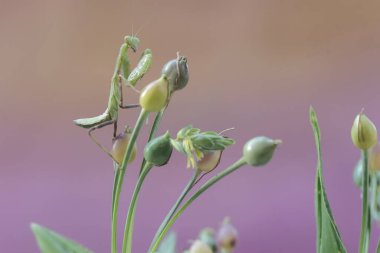 Yeşil bir peygamber devesi mavi arka planda bir çalılıkta avını arıyor. Bu böceğin bilimsel adı hiyerodula sp.