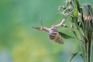 Küçük bir salyangoz çalılıklarda yiyecek arıyor..
