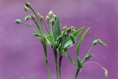 Çin inci bitkisinin meyvelerle dolu dallarının güzelliği. Bu bitkinin bilimsel adı Coix lacryma-jobi..