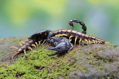 Bir Asya orman akrebi yosun kaplı bir kayanın üzerinde (Scolopendra morsitanları) bir kırkayağı avlamaya hazırdır. Bu iğneleyici hayvanın bilimsel adı Heterometrus spinifer.