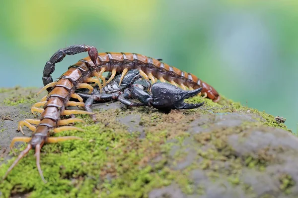 Azjatycki Leśny Skorpion Jest Gotowy Żerować Stonogi Scolopendra Morsitans Skale — Zdjęcie stockowe