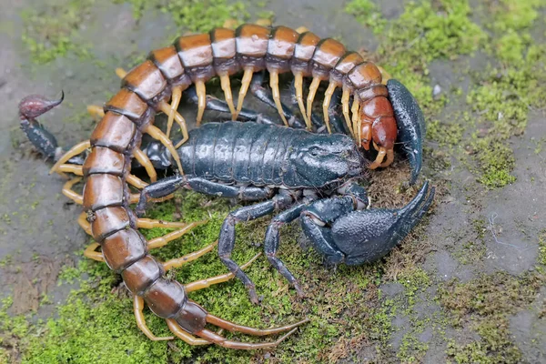 Scorpion Forestier Asiatique Est Prêt Nourrir Mille Pattes Scolopendra Morsitans — Photo