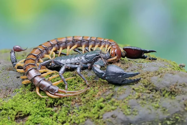 Asijský Lesní Škorpión Připraven Lovit Stonožku Scolopendra Morsitans Skále Zarostlé — Stock fotografie