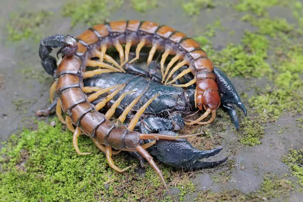 Asijský Lesní Škorpión Připraven Lovit Stonožku Scolopendra Morsitans Skále Zarostlé — Stock fotografie