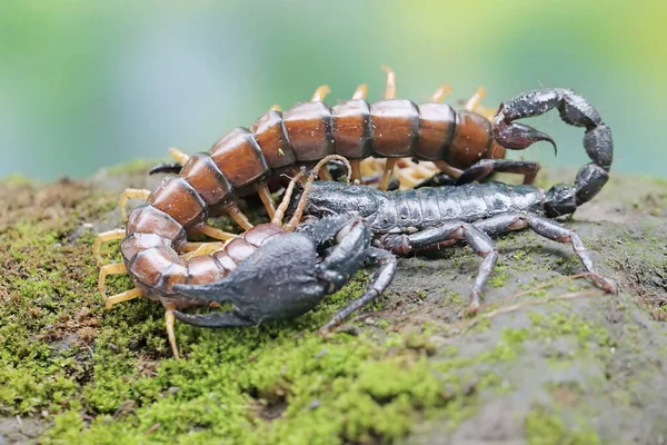 An Asian forest scorpion is ready to prey on a centipede (Scolopendra morsitans) on a rock overgrown with moss. This stinging animal has the scientific name Heterometrus spinifer.