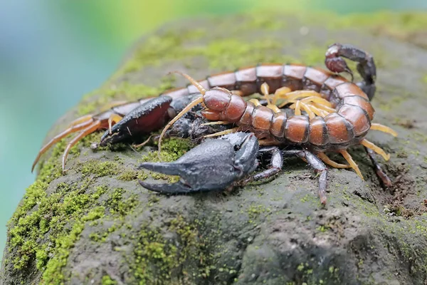 Scorpion Forestier Asiatique Est Prêt Nourrir Mille Pattes Scolopendra Morsitans — Photo