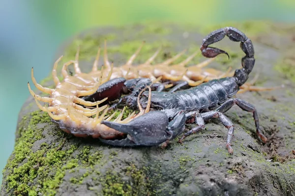 一只亚洲森林蝎子正准备在长满苔藓的岩石上捕食刺猬 这种刺痛的动物的学名是Heterometrus Spinifer — 图库照片