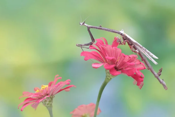 Una Jirafa Rezando Mantis Está Buscando Presas Una Flor Silvestre —  Fotos de Stock