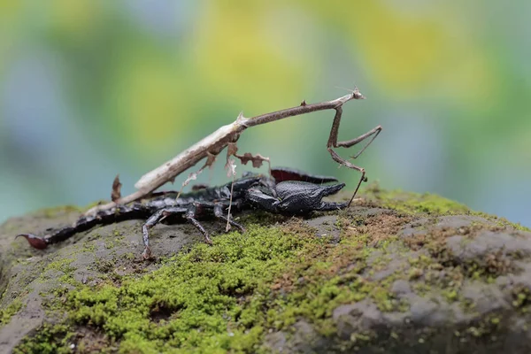 一只亚洲森林蝎子正准备捕食一只长颈鹿 它们在祈祷着螳螂 Euchomenella Heteroptera 这种刺痛的动物的学名是Heterometrus Spinifer — 图库照片