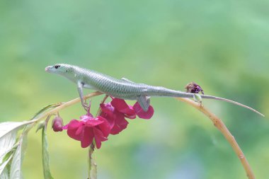 Bir Zümrüt Ağacı Kayması (Lamprolepis smaragdina) günlük aktivitelerine başlamadan önce güneşleniyor.
