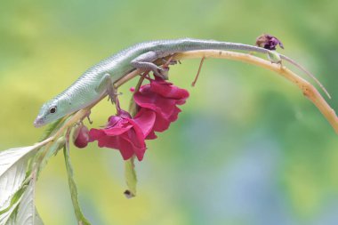 Bir Zümrüt Ağacı Kayması (Lamprolepis smaragdina) günlük aktivitelerine başlamadan önce güneşleniyor.