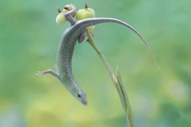 Bir Zümrüt Ağacı Kayması (Lamprolepis smaragdina) günlük aktivitelerine başlamadan önce güneşleniyor.