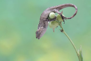 Doğulu bir bahçe kertenkelesi güneşleniyor. Bu sürüngenin bilimsel adı Calotes versicolor.