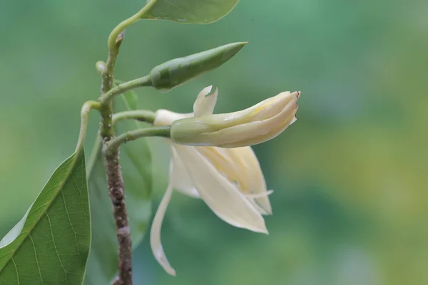Beauty White Magnolia Flower Bloom Fragrant Flower Has Scientific Name — Foto Stock