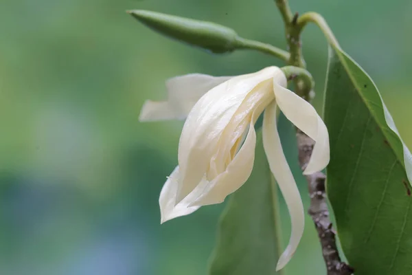 Piękno Białego Kwiatu Magnolii Rozkwicie Ten Pachnący Kwiat Naukowe Imię — Zdjęcie stockowe