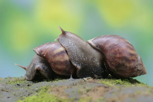 Twee Escargots Foerageren Met Mos Bedekte Grond Deze Slakkensoort Heeft — Stockfoto