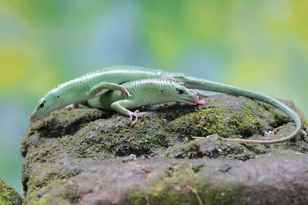 Par Pieles Árbol Esmeralda Están Preparando Para Aparearse Este Reptil — Foto de Stock