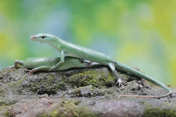 Pair Emerald Tree Skinks Preparing Mate Reptile Has Scientific Name — Stock Photo, Image