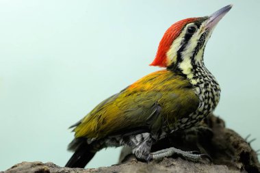 Alev sırtlı bir erkek ya da sıradan bir altın sırtlı çürüyen bir ağaç gövdesinde av arıyor. Bilimsel adı Dinopium javanense olan bu kuş, böcekleri ve küçük sürüngenleri avlamayı sever.. 