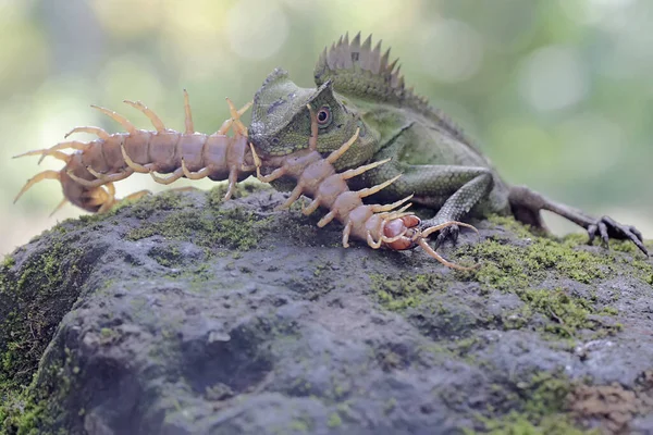 森の竜は苔で覆われた地面のムカデ スコロペンドラ モリスタ を捕食している この爬虫類の学名はGonophalus Chamaeleontinsusです — ストック写真