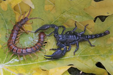 Bir Asya orman akrebi yosun kaplı bir kayanın üzerinde (Scolopendra morsitanları) bir kırkayağı avlamaya hazırdır. Bu iğneleyici hayvanın bilimsel adı Heterometrus spinifer.