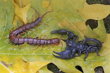 Bir Asya orman akrebi yosun kaplı bir kayanın üzerinde (Scolopendra morsitanları) bir kırkayağı avlamaya hazırdır. Bu iğneleyici hayvanın bilimsel adı Heterometrus spinifer.