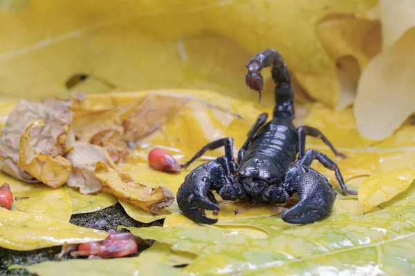 Scorpion Des Forêts Asiatiques Est Recherche Proies Dans Buisson Cet — Photo