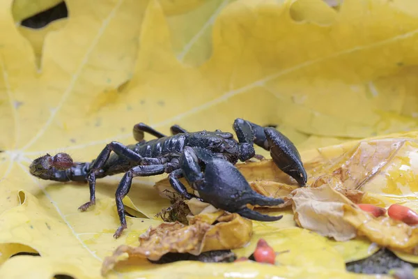 Scorpion Des Forêts Asiatiques Est Recherche Proies Dans Buisson Cet — Photo