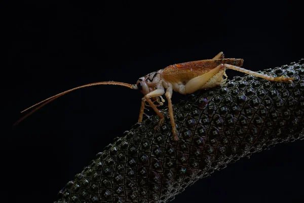 一只蟋蟀或灌木蟋蟀正在野花中寻找猎物 — 图库照片