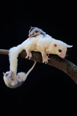 Bir anne şeker planörü iki bebeğini tutarken yiyecek arar.. 
