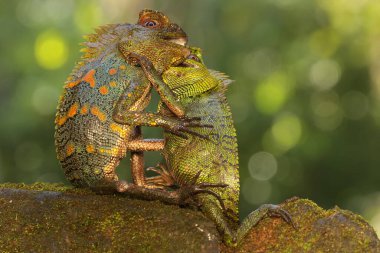 İki orman ejderhası bölge için savaşıyor. Bu sürüngenin bilimsel adı Gonocephalus chamaeleontinus.. 