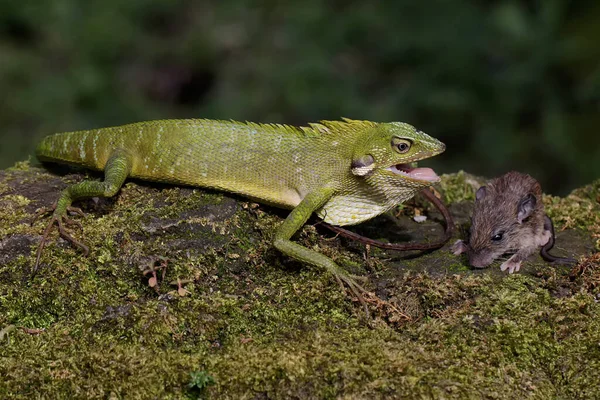 Зелена Ящірка Полює Щура Рептилія Має Наукову Назву Bronchocela Jubata — стокове фото