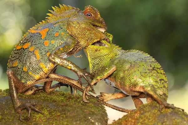 Two Forest Dragons Fighting Territory Reptile Has Scientific Name Gonocephalus — Fotografia de Stock
