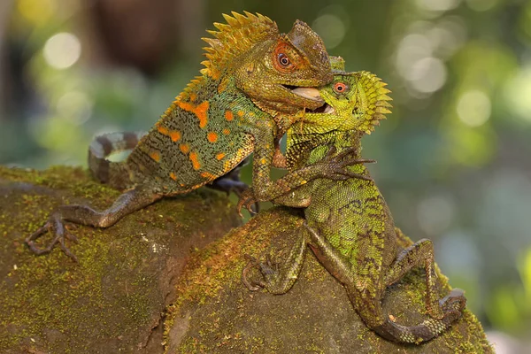 Two Forest Dragons Fighting Territory Reptile Has Scientific Name Gonocephalus — стокове фото