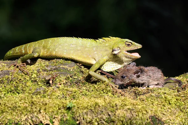 Зелена Ящірка Полює Щура Рептилія Має Наукову Назву Bronchocela Jubata — стокове фото