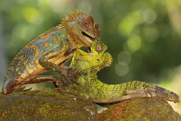 Two Forest Dragons Fighting Territory Reptile Has Scientific Name Gonocephalus — стокове фото