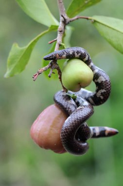 A common pipe snake is looking for prey on a branch of a waterapple tree covered with fruit. This snake whose tail resembles the head has the scientific name Cylindrophis ruffus.
