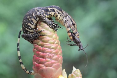 Genç bir kurtarma görevlisi kertenkele küçük siyah bir böceği avlıyormuş. Bu sürüngenin bilimsel adı Varanus kurtarıcıdır.. 