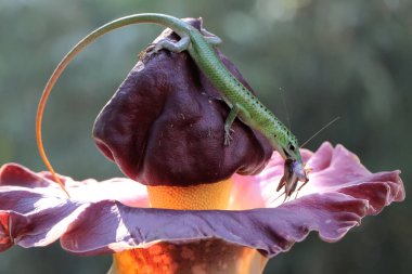 Bir zümrüt ağaç kayması (Lamprolepis smaragdina) yabani bir çiçekte bir cırcır böceği yiyor.. 