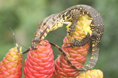 Genç bir kurtarma görevlisi kertenkele küçük siyah bir böceği avlıyormuş. Bu sürüngenin bilimsel adı Varanus kurtarıcıdır.. 
