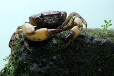 Bir tarla yengeci saldırıya hazır bir ifade gösterir. Bu hayvanın bilimsel adı Parathelphusa convexa.