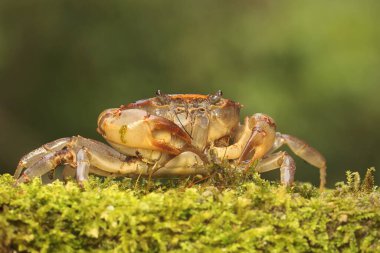 Bir tarla yengeci saldırıya hazır bir ifade gösterir. Bu hayvanın bilimsel adı Parathelphusa convexa.