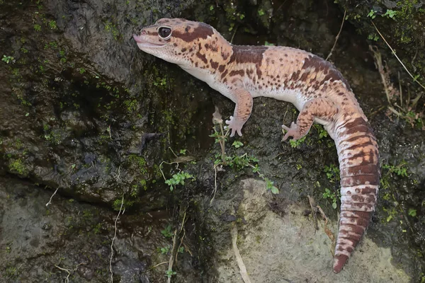 An African fat tailed gecko is sunbathing before starting his daily activities. This reptile has the scientific name Hemitheconyx caudicinctus.