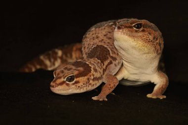 A pair of African fat tailed geckos are getting ready to mate. Selective focus with black BG. This reptile has the scientific name Hemitheconyx caudicinctus.