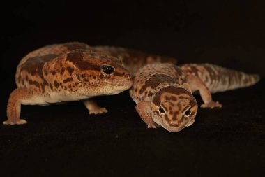 A pair of African fat tailed geckos are getting ready to mate. Selective focus with black BG. This reptile has the scientific name Hemitheconyx caudicinctus.