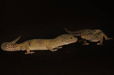 A pair of leopard geckos are getting ready to mate. This reptile has the scientific name Eublepharis macularius.