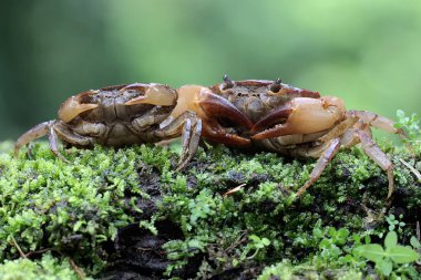 İki tarla yengeci nehir kenarındaki yosun kaplı bir kayada av arıyorlar. Bu hayvanın bilimsel adı Parathelphusa convexa.