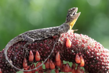 Uçan bir ejderha (Draco volans) günlük aktivitelerine başlamadan önce güneşleniyor.