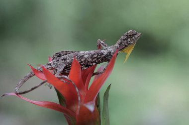 Uçan bir ejderha (Draco volans) günlük aktivitelerine başlamadan önce güneşleniyor.